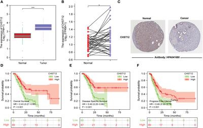 CHST12: a potential prognostic biomarker related to the immunotherapy response in pancreatic adenocarcinoma